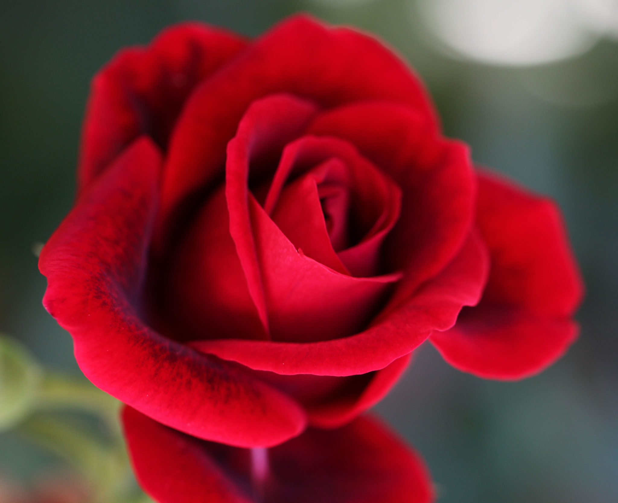 Eine Rose ist eine Rose ist eine Rose ist – SteinBlog